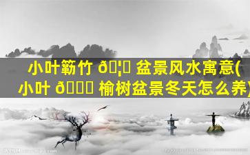 小叶簕竹 🦄 盆景风水寓意(小叶 🕊 榆树盆景冬天怎么养)